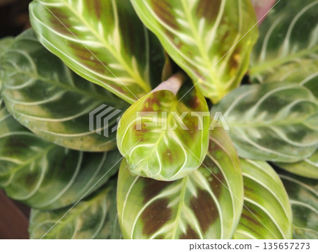Houseplant Maranta leuconeura 135657273