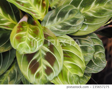 Houseplant Maranta leuconeura Houseplant Maranta leuconeura 135657275