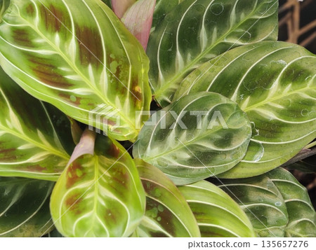 Houseplant Maranta leuconeura 135657276