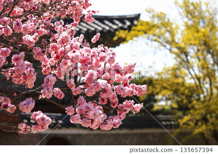 Red plum blossoms blooming at Changdeokgung place in Seoul. Red plum blossoms blooming at Changdeokgung place in Seoul. 135657394