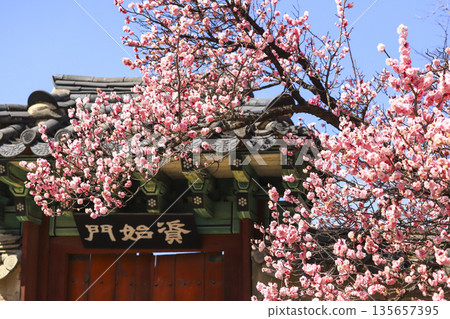 Red plum blossoms blooming at Changdeokgung place in Seoul. 135657395