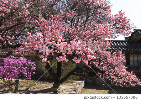 Red plum blossoms blooming at Changdeokgung place in Seoul. 135657396