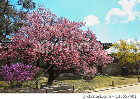 Red plum blossoms blooming at Changdeokgung place in Seoul. Red plum blossoms blooming at Changdeokgung place in Seoul. 135657401