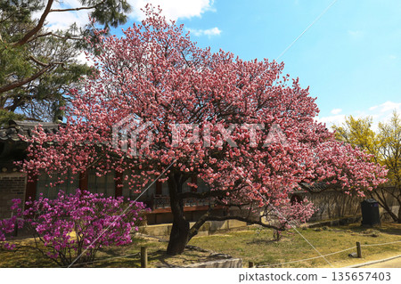 Red plum blossoms blooming at Changdeokgung place in Seoul. Red plum blossoms blooming at Changdeokgung place in Seoul. 135657403