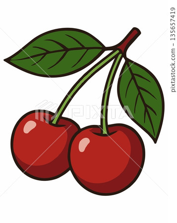 Vector illustration of fresh red cherry fruit with green leaves. 135657419