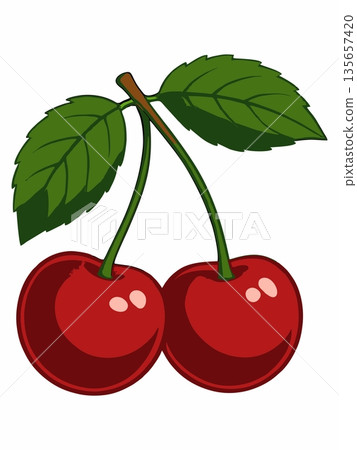 Vector illustration of fresh red cherry fruit with green leaves. 135657420