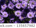 Peacock aster flower 135657982