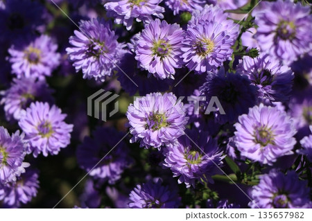 Peacock aster flower Peacock aster flower 135657982