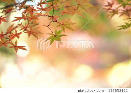 深秋景色 深秋景色 135658111