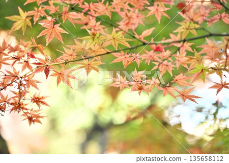 深秋景色 深秋景色 135658112