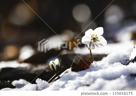 Byeonsan windflowers blooming in the snow. Byeonsan windflowers blooming in the snow. 135658175