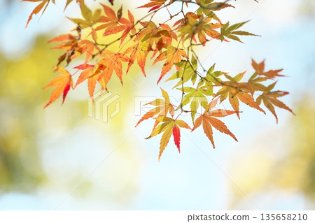 秋天風景在日本 秋天風景在日本 135658210