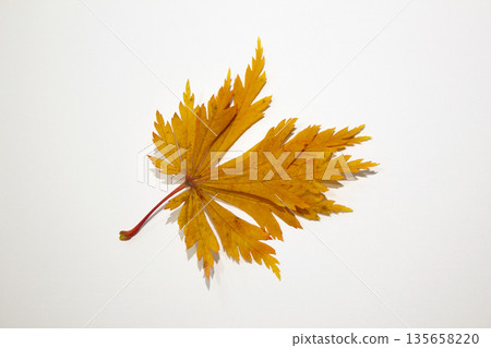 A brown maple leaf placed on a white background. A brown maple leaf placed on a white background. 135658220