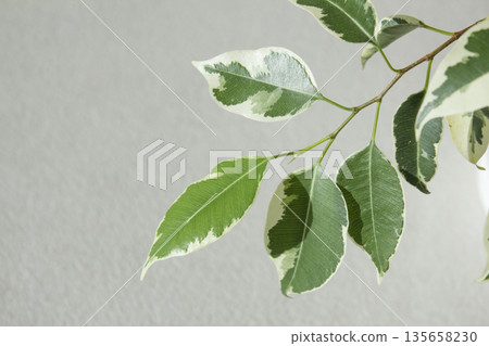 Close-up of patterned benjamin leaves. 135658230