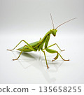 Close-Up of Green Praying Mantis on White Background 135658255