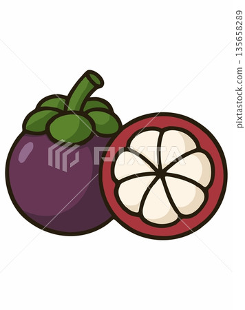 Mangosteen Fruit Illustration with Whole and Cut Section Mangosteen Fruit Illustration with Whole and Cut Section 135658289