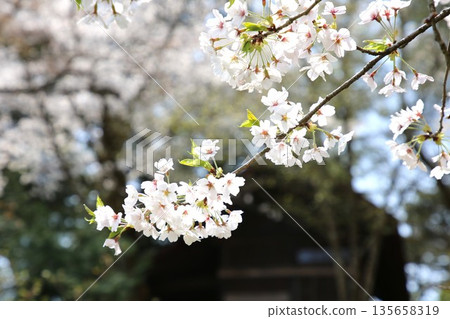 Kasaga城堡的櫻花 135658319