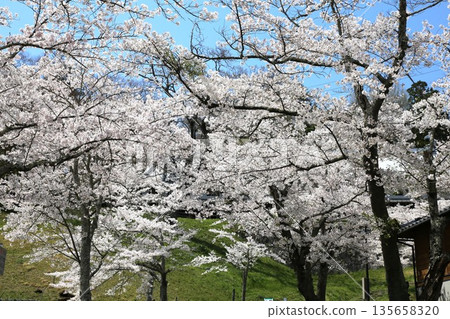 Kasaga城堡的櫻花 135658320