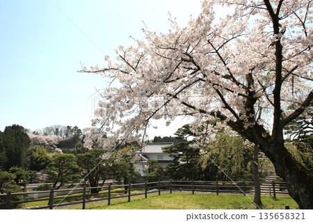 Cherry blossoms at Kasaga Castle Cherry blossoms at Kasaga Castle 135658321