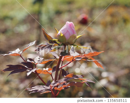 Peony Yachiyo Camellia Bud Peony Yachiyo Camellia Bud 135658511