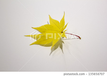 It is a yellow maple leaf placed on a white background. It is a yellow maple leaf placed on a white background. 135658707