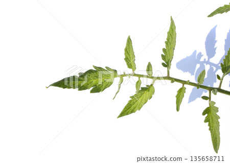 Tomato leaves on a white background. Tomato leaves on a white background. 135658711