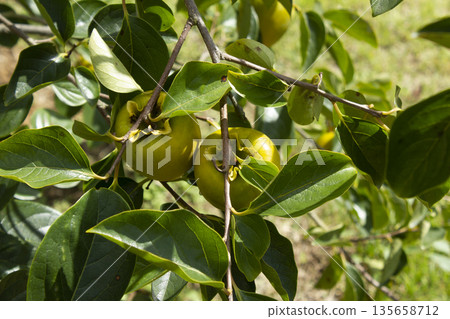 A persimmon tree with ripe orange fruit. 135658712