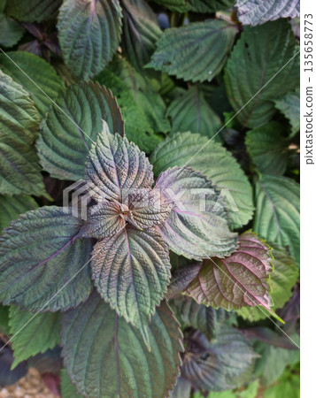 This is a close-up of purple perilla leaves. This is a close-up of purple perilla leaves. 135658773