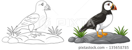 Atlantic Puffin Vector Illustration with Color and Line Art Versions Atlantic Puffin Vector Illustration with Color and Line Art Versions 135658785