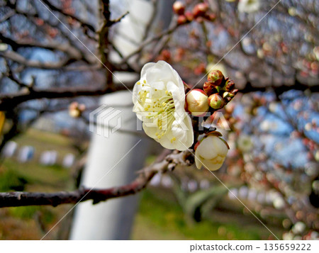 White plum blossoms that have begun to bloom White plum blossoms that have begun to bloom 135659222