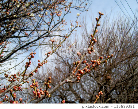 開始開花的白梅花 開始開花的白梅花 135659381