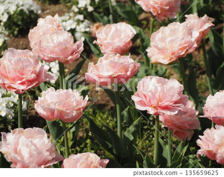 Double-flowered tulip Dreamer Double-flowered tulip Dreamer 135659625