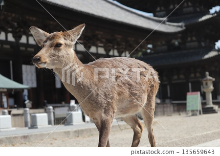 Scenery with deer walking in front of a temple in Nara Scenery with deer walking in front of a temple in Nara 135659643