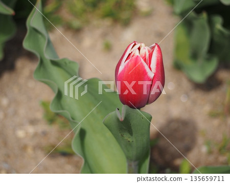 Merry Prince, a tulip from Niigata Prefecture 135659711