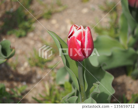 Merry Prince, a tulip from Niigata Prefecture 135659712