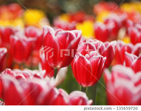 Merry Prince, a tulip from Niigata Prefecture 135659720