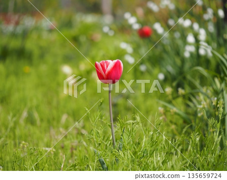 Merry Prince, a tulip from Niigata Prefecture 135659724