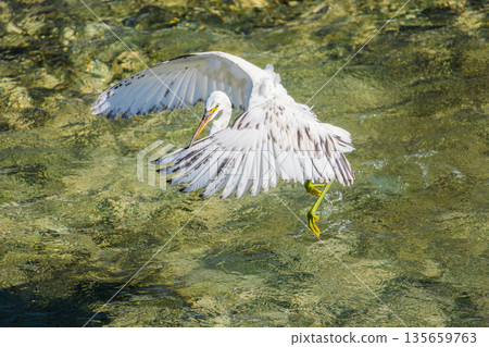 White egret landing in clear shallow tropical water, wings spread wide as green legs touch surface above sunlit reef and rippling lagoon 135659763