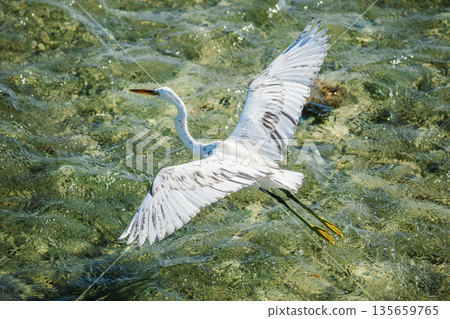 White egret soaring low over clear shallow Red Sea water in Egypt, wide wings and long beak above sunlit tropical reef shoreline White egret soaring low over clear shallow Red Sea water in Egypt, wide wings and long beak above sunlit tropical reef shoreline 135659765