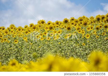 A field of sunflowers spreading all over (Hiruzen Plateau) 135660356