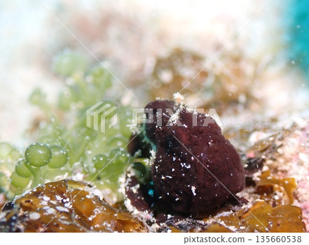 海葡萄和躄魚 135660538