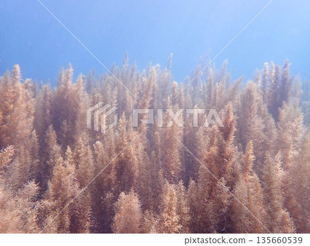 海洋中的陽光和海藻 135660539