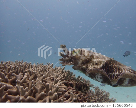 一條長角的蛇在珊瑚上游泳 一條長角的蛇在珊瑚上游泳 135660543