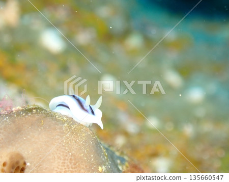 Beautiful sea anemone Beautiful sea anemone 135660547