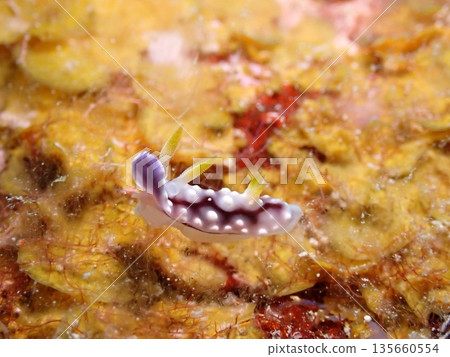 黃色背景和海蛞蝓 135660554