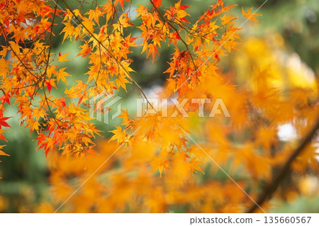 深秋賞紅葉 135660567