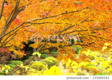 深秋賞紅葉 深秋賞紅葉 135660581