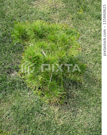 Green pine tree seedling in grass. Small evergreen plant growing in a garden. Nature and ecology concept for planting. 135660625