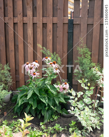 Purple coneflower blooms in a garden bed with a wooden fence background. Bright floral landscape for gardening and season. 135660645