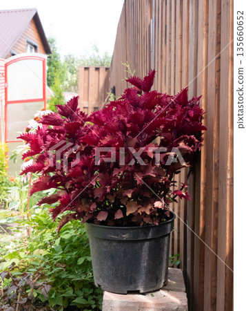 Vibrant burgundy coleus plant in black pot for garden landscaping. Beautiful decorative foliage and nature background. 135660652